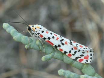 Utetheisa pulchella L. adulte - Daniel Morel