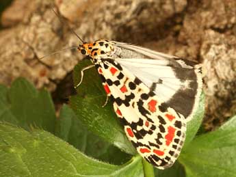 Utetheisa pulchella L. adulte - ©Daniel Morel