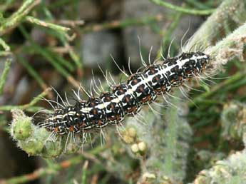  Chenille de Utetheisa pulchella L. - ©Daniel Morel