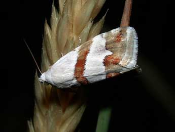 Eublemma candidana F. adulte - Philippe Mothiron