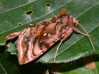 Autographa pulchrina Hw. adulte - Philippe Mothiron