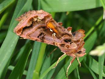 Autographa pulchrina Hw. adulte - ©Philippe Mothiron