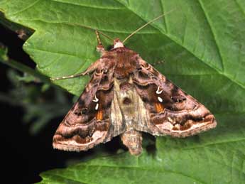 Autographa pulchrina Hw. adulte - Philippe Mothiron