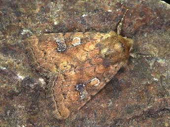 Atypha pulmonaris Esp. adulte - Robin Howard