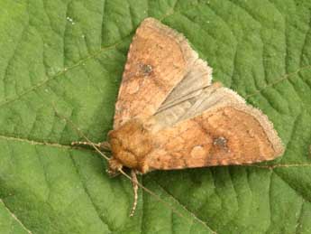 Atypha pulmonaris Esp. adulte - Daniel Morel