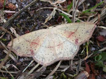 Cyclophora punctaria L. adulte - Philippe Mothiron