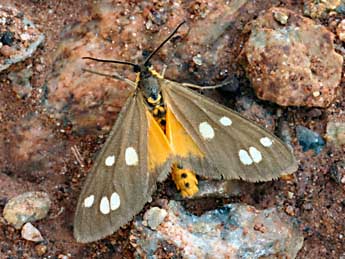 Dysauxes punctata F. adulte - Daniel Morel