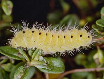  Chenille de Zygaena purpuralis Brnn. - Daniel Morel