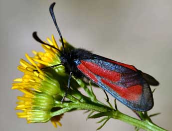 Zygaena purpuralis Brnn. adulte - Daniel Morel