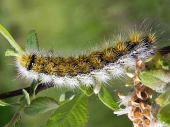  Chenille de Diacrisia purpurata L. - ©Noushka