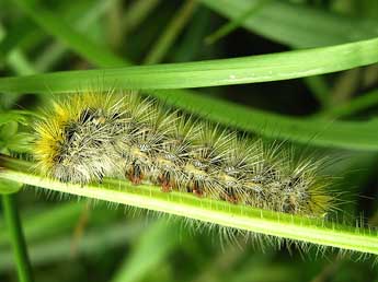  Chenille de Diacrisia purpurata L. - Noushka