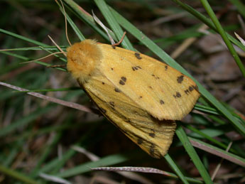 Diacrisia purpurata L. adulte - Philippe Mothiron