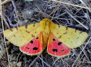 Diacrisia purpurata L. adulte - ©David Demerges