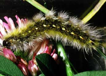  Chenille de Diacrisia purpurata L. - ©Philippe Mothiron