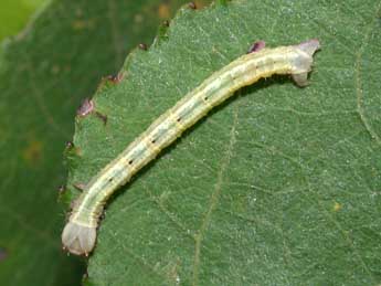  Chenille de Cabera pusaria L. - ©Philippe Mothiron