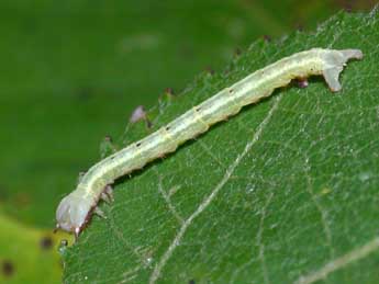  Chenille de Cabera pusaria L. - Philippe Mothiron