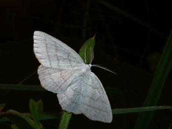 Cabera pusaria L. adulte - ©Philippe Mothiron