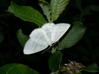 Cabera pusaria L. adulte - ©Philippe Mothiron