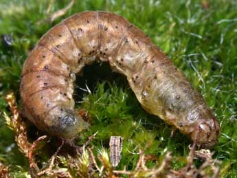  Chenille de Agrotis puta Hb. - Philippe Mothiron