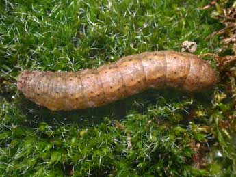  Chenille de Agrotis puta Hb. - ©Philippe Mothiron