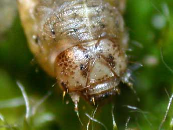  Chenille de Agrotis puta Hb. - ©Philippe Mothiron