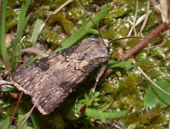 Agrotis puta Hb. adulte - ©Philippe Mothiron