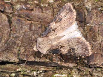 Agrotis puta Hb. adulte - Philippe Mothiron