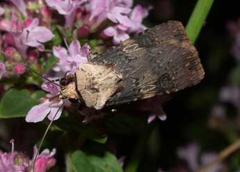 Agrotis puta Hb. adulte - Philippe Mothiron