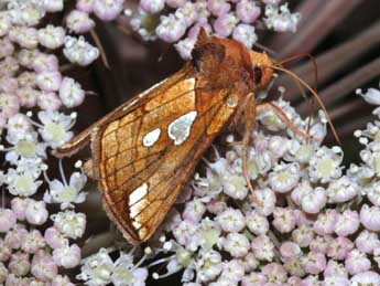 Plusia putnami Grote adulte - ©Stphane Grenier