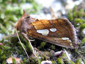 Plusia putnami Grote adulte - ©Claude Tautel