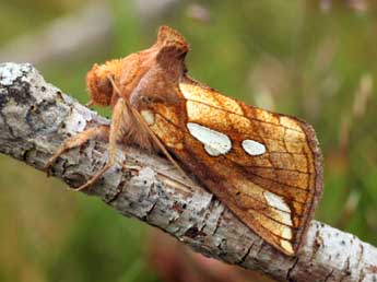 Plusia putnami Grote adulte - ©Daniel Morel