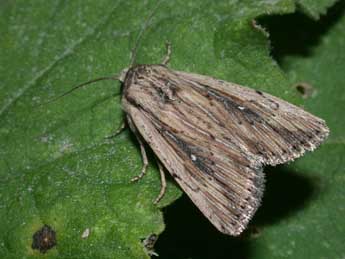 Leucania putrescens Hb. adulte - Philippe Mothiron