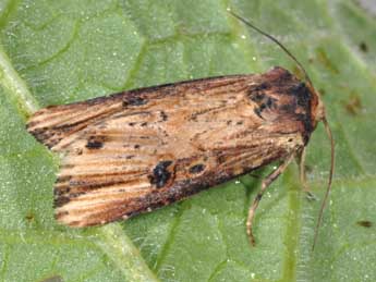 Axylia putris L. adulte - Philippe Mothiron