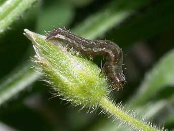  Chenille de Axylia putris L. - Philippe Mothiron