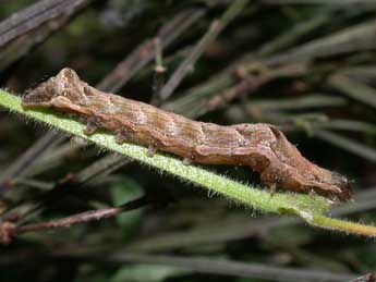  Chenille de Axylia putris L. - Philippe Mothiron