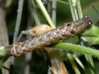  Chenille de Axylia putris L. - ©Philippe Mothiron