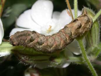  Chenille de Axylia putris L. - Philippe Mothiron