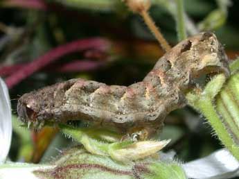  Chenille de Axylia putris L. - ©Philippe Mothiron