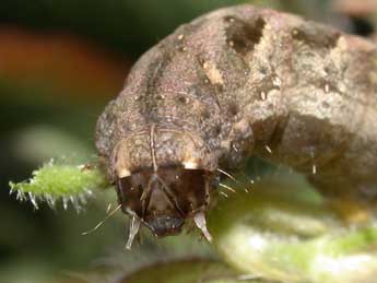  Chenille de Axylia putris L. - ©Philippe Mothiron