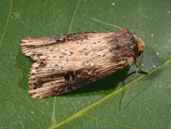 Axylia putris L. adulte - Philippe Mothiron