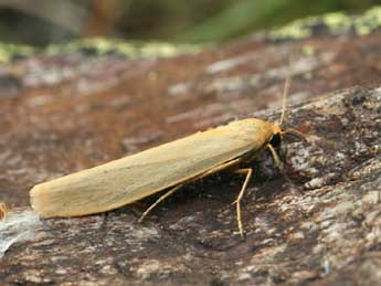 Indalia pygmaeola Dbld. adulte - Daniel Morel