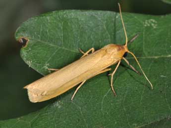 Indalia pygmaeola Dbld. adulte - Philippe Mothiron