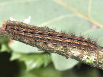  Chenille de Indalia pygmaeola Dbld. - ©Philippe Mothiron