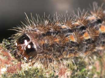  Chenille de Indalia pygmaeola Dbld. - Philippe Mothiron