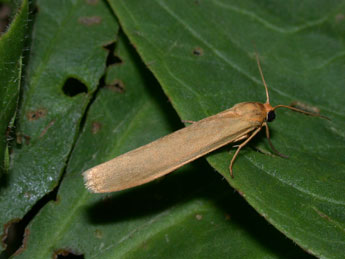 Indalia pygmaeola Dbld. adulte - ©Philippe Mothiron