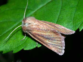 Denticucullus pygmina Hw. adulte - Philippe Mothiron