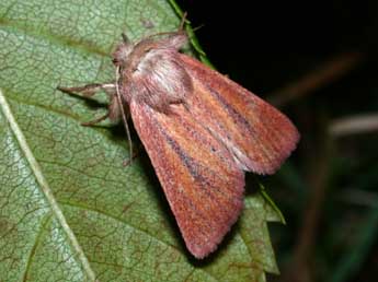 Denticucullus pygmina Hw. adulte - Philippe Mothiron