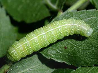  Chenille de Cosmia pyralina D. & S. - Serge Wambeke