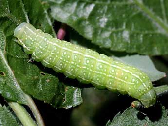  Chenille de Cosmia pyralina D. & S. - ©Serge Wambeke