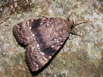 Amphipyra pyramidea L. adulte - Philippe Mothiron